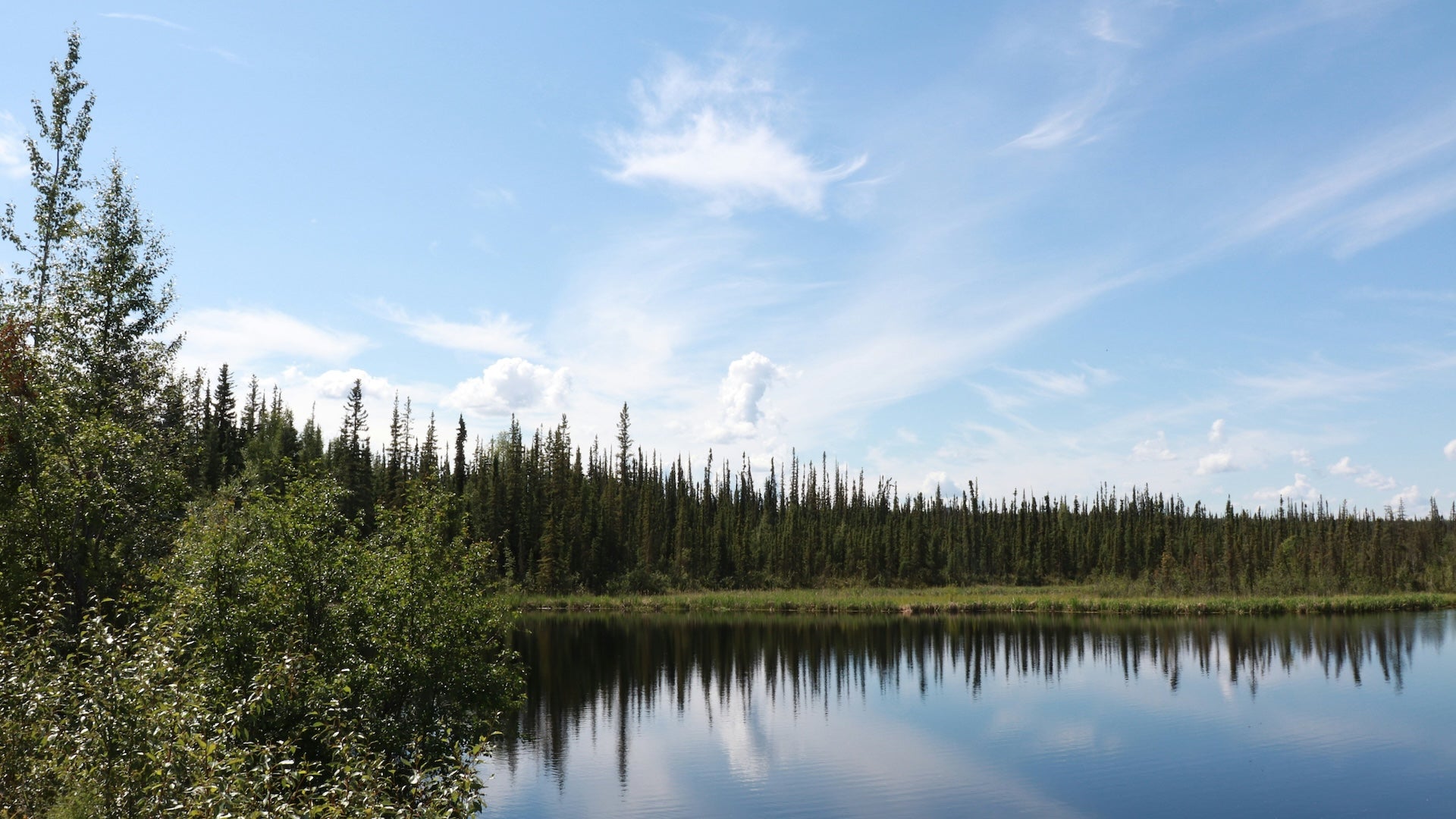 Alpine lake surrounded by pine trees under a blue sky
