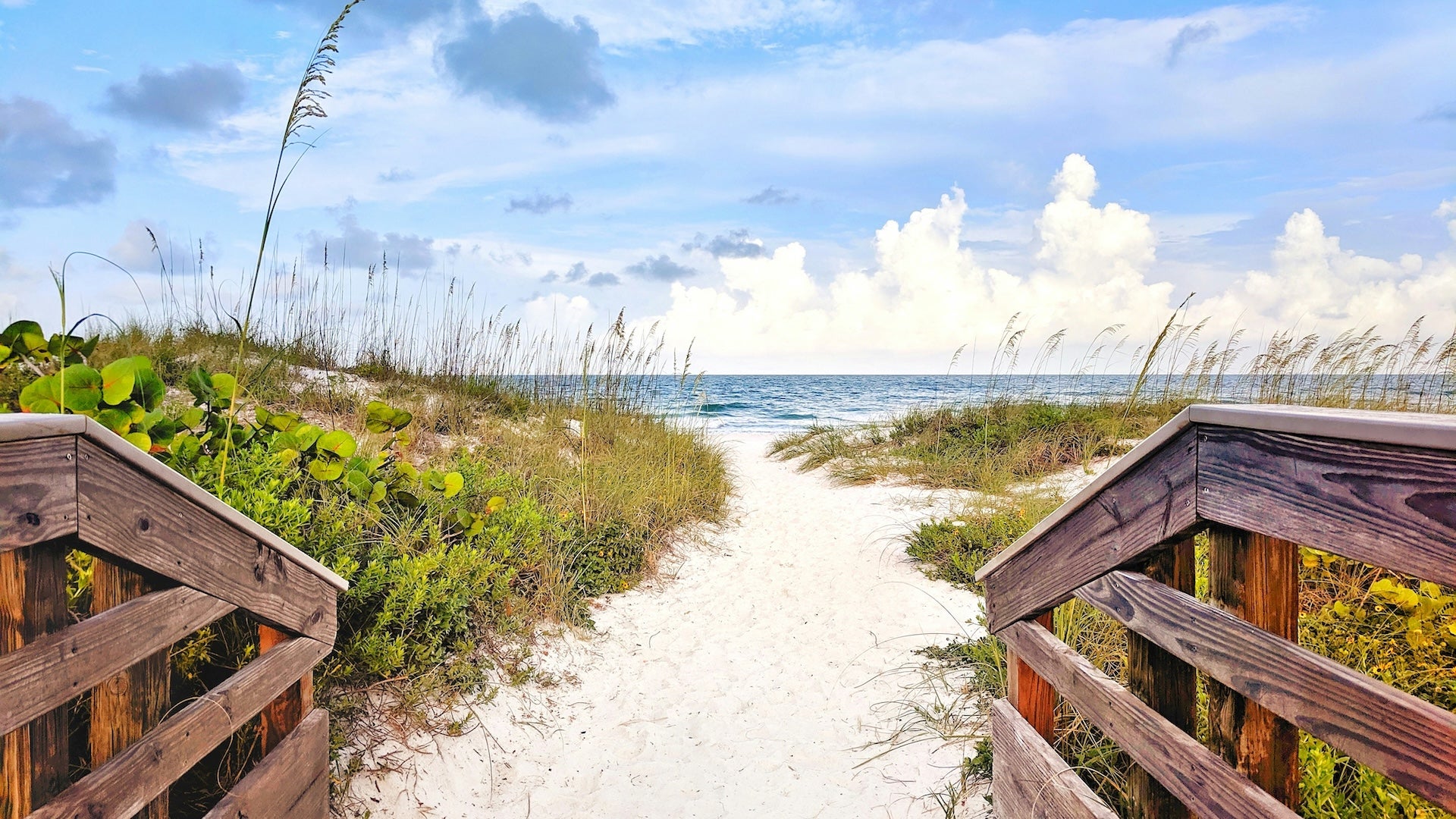 Beach path heading out to the ocean surrounded by dunes and tropical plants