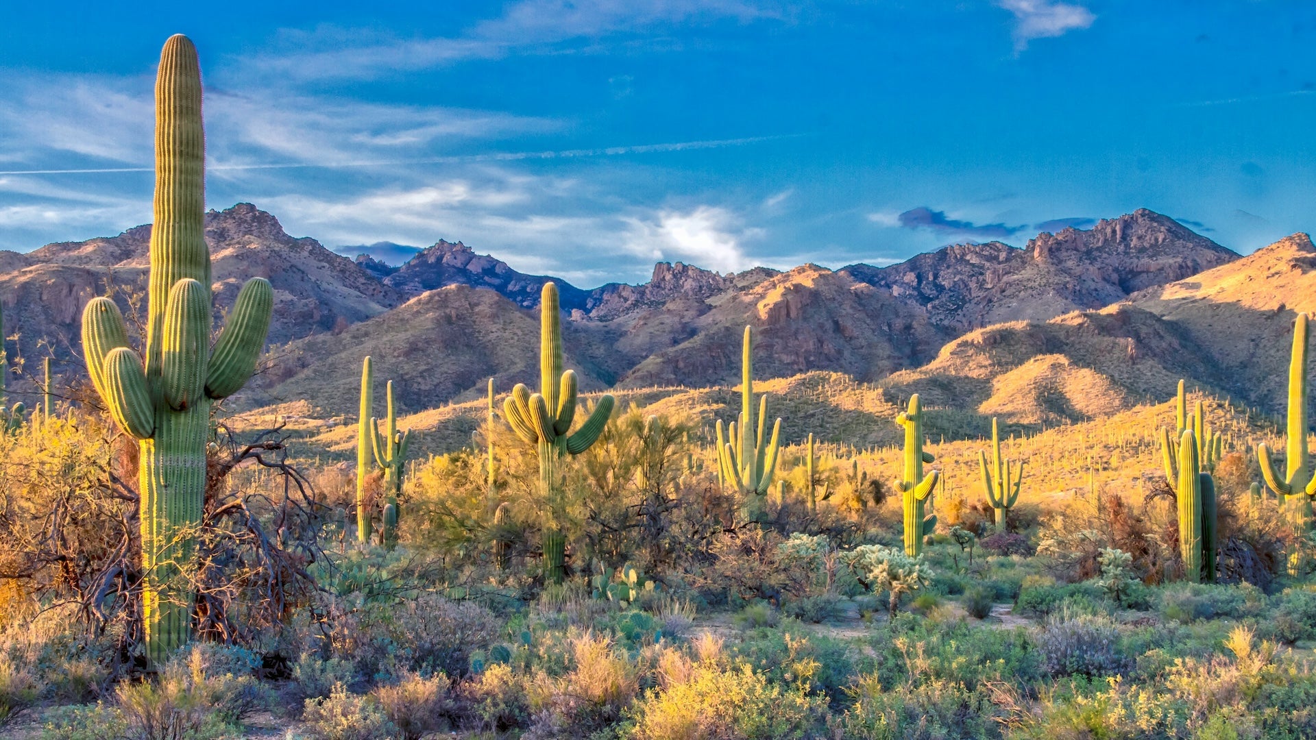 Sunlight cuts through the desert at sundown.