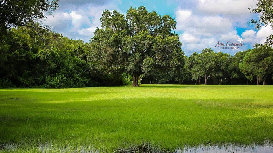 grassy field with trees in Al Lopez Park in Tampa, Florida, USA