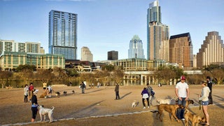 a photo of a Auditorium Shores urban park with lots of dogs and people located in downtown Austin, Texas.
