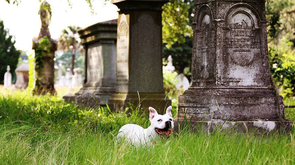 white dog laying on grass near tombstones at Bonaventure Cemetery in Savannah, Georgia, USA