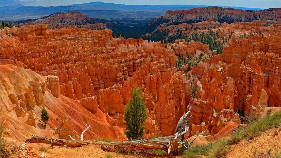 sandstone formations of Bryce Canyon in Utah, USA with several trees during the daytime