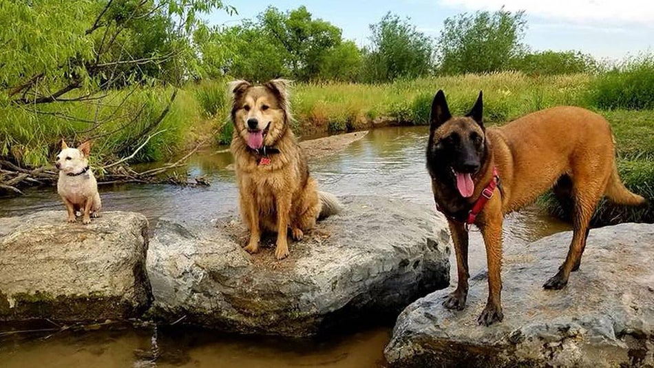 Three dogs on large rocks over water surrounded by greenery at Cherry Creek State Park Dog Off Leash Area in Denver, Colorado, USA