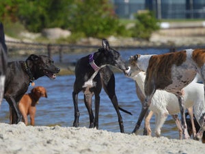 Pet-Friendly Tampa: Hotels, Restaurants, and Beaches