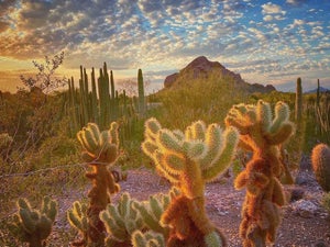 Fun Free Things to Do in Phoenix: 8 Must-Try Activities