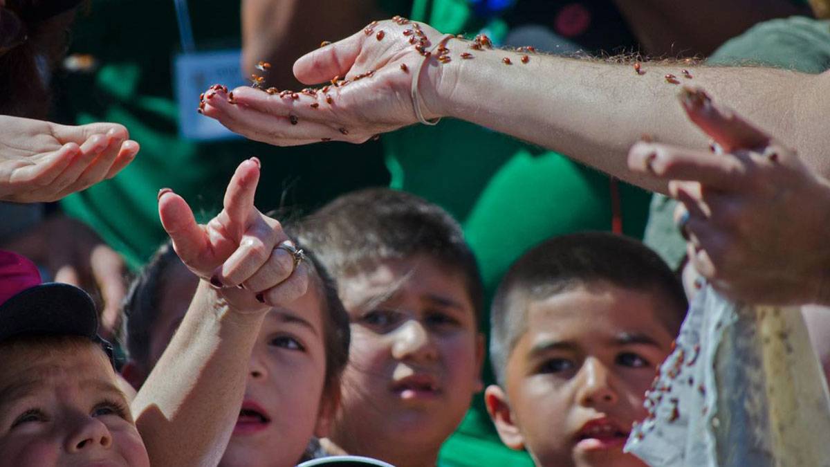 children watching a person with ladybugs on their hands for the Earth Day Ladybug Release in Phoenix Zoo, Phoenix, Arizona, USA