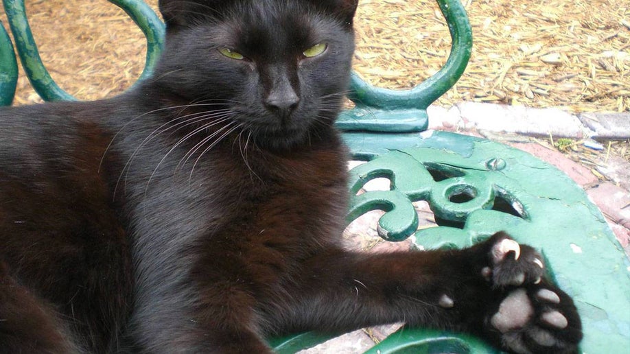 black six toed cat lounging on a chair at the Hemingway House and Museum at Key West, Florida, USA