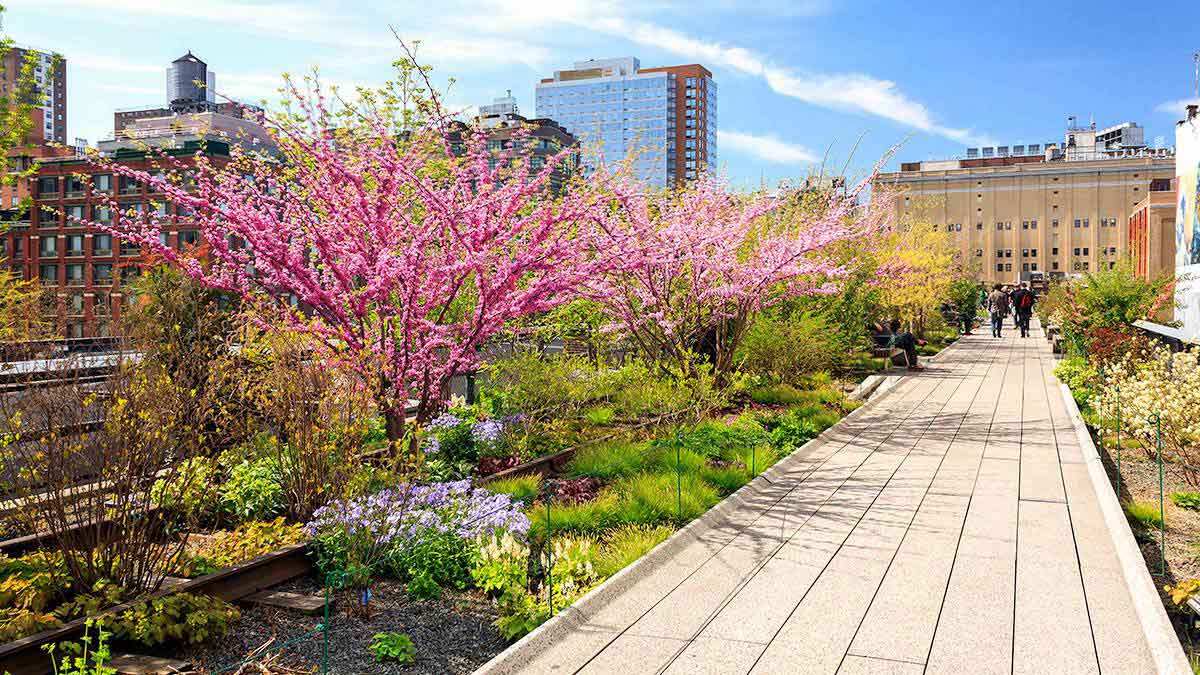 people strolling the path with pink flowers and plants on the side and buildings in the background in High Line Park, Manhattan, New York City, USA