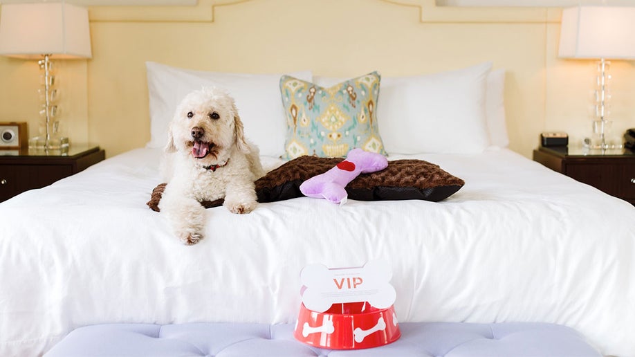 beige dog lying on cushion on bed with white sheets with red dog bowl on foreground at room in Hotel DeLuxe in Portland, Oregon, USA