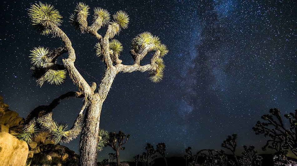 nightshot showing stars in the sky and close up of a tree in Joshua Tree in California, USA