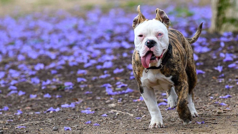close up of white and brown dog running with tougue out and purple flower petals on ground at Nate's Point Dog Park at Balboa Park in San Diego, California, USA