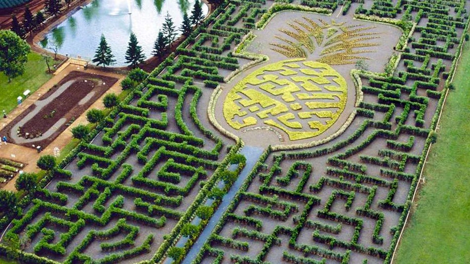 aerial of Pineapple Garden Maze Dole Plantation during day in Oahu, Hawaii, USA