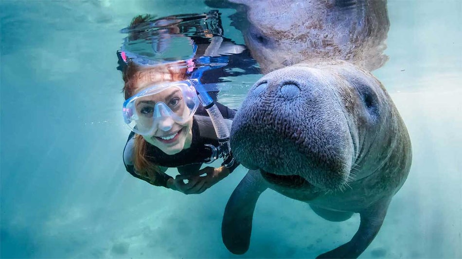 underwater photo of woman in snorkelling gear swimming with a manatee in Crystal River, Florida, USA