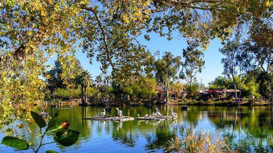 birds in the middle of pond surrounded with trees and plants at the Tropics Trail at Phoenix Zoo in Phoenix, Arizona, USA