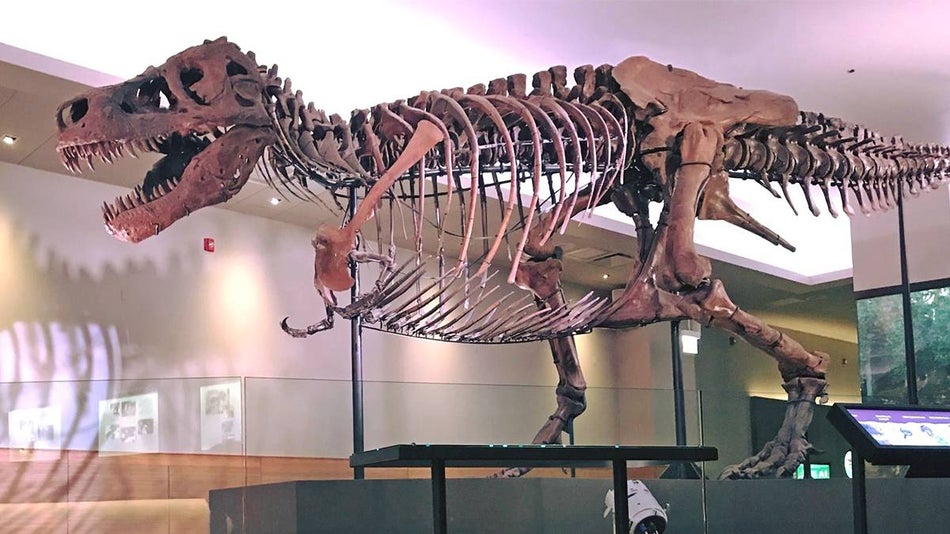 Close up photo of SUE, the worlds more complete T-Rex, on display at the Field Museum in Chicago, Illinois, USA