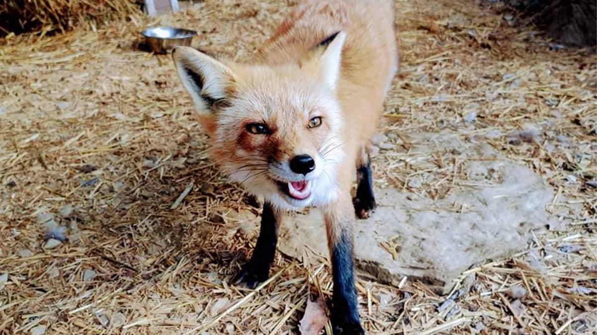 Close up of a red fox smiling with bright yellow eyes standing in straw at the Ober Gatlinburg Wildlife Encounter in Gatlinburg, Tennessee, USA