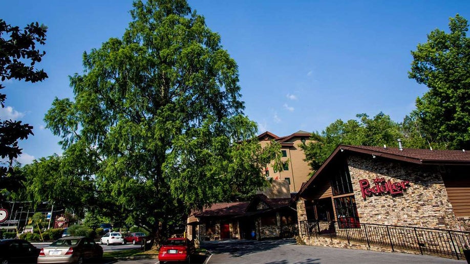 Wide shot of the giant dawn redwood that stands in front of the Peddler Steakhouse in Gatlinburg, Tennessee, USA