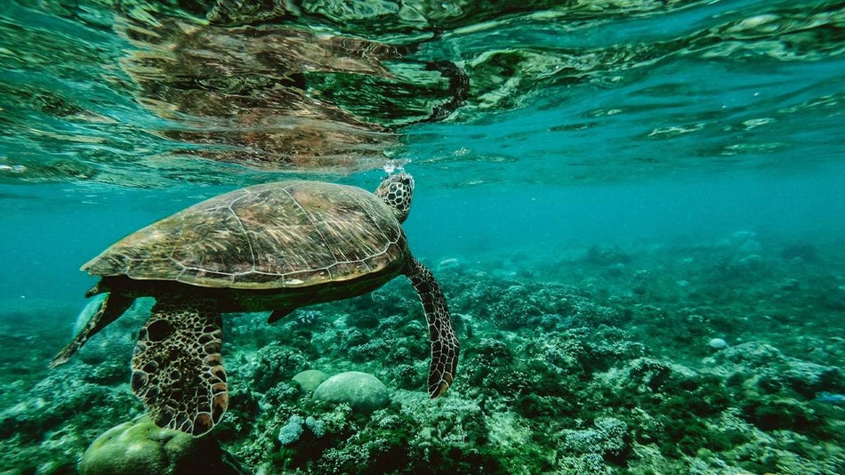 Close up of a sea turtle swimming over the reef in blue green water near Oahu, Hawaii, USA