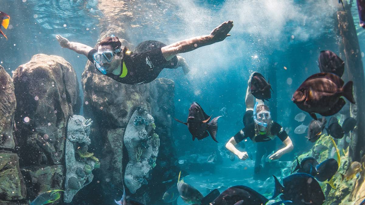 Two divers surrounded by rocks and fish in The Grand Reef at Discovery Cove in Orlando, Florida, USA