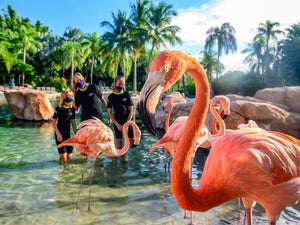 Hotels Near Discovery Cove Orlando: Your Ultimate Guide