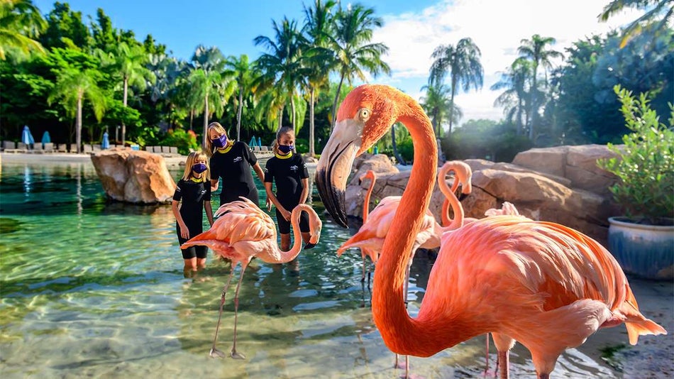A bright pink flamingo close to the camera looking at it with several other flamingo behind him and a family in black wet suits standing in the water at the Flamingo Mingle experience on a sunny day at Discovery Cover in Orlando, Florida, USA