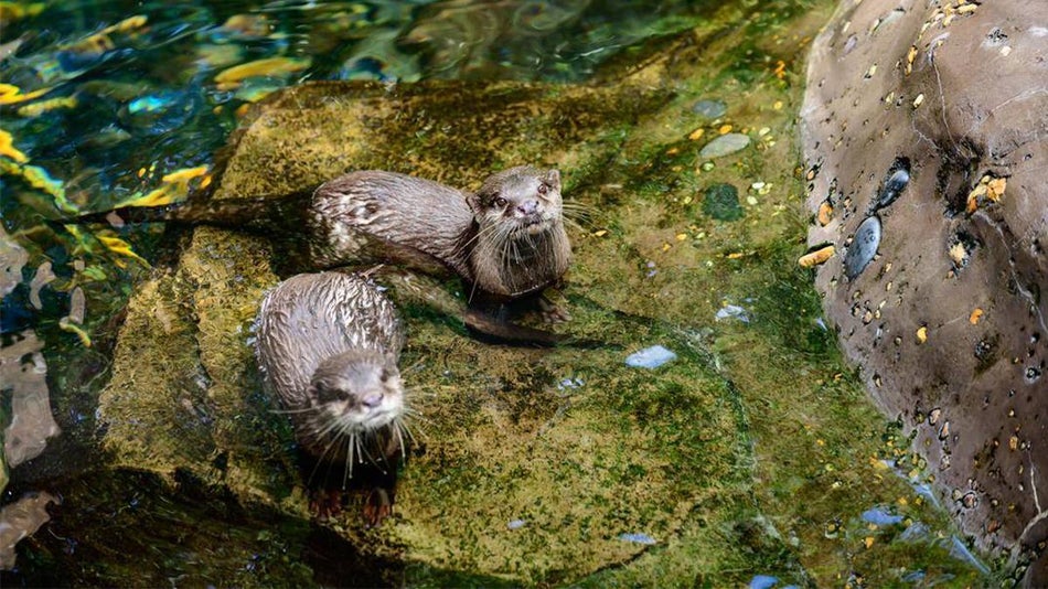 Two otters sitting on a mossy rock in the water looking up at the camera at Freshwater Oasis at Discovery Cove in Orlando, Florida, USA