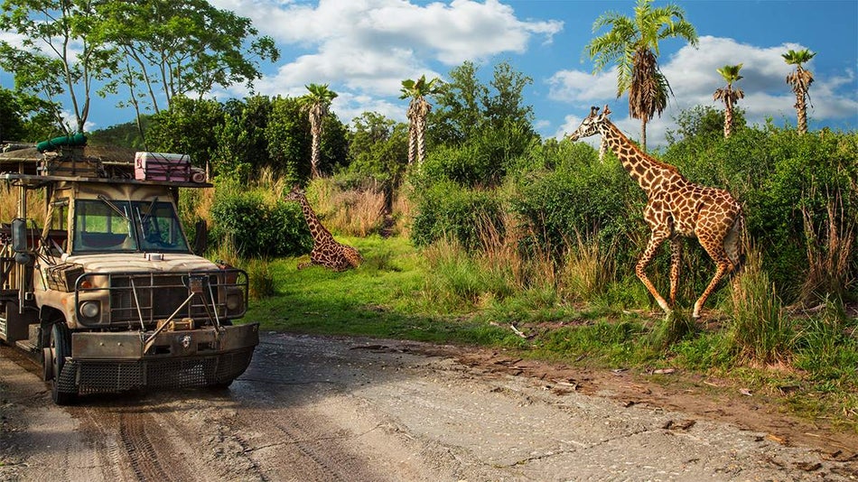 Wide shot of a safari jeep on a dirt rode with giraffes on one side along with trees and greenery on the Kilimanjaro Safaris at Walt Disney World in Orlando, Florida, USA
