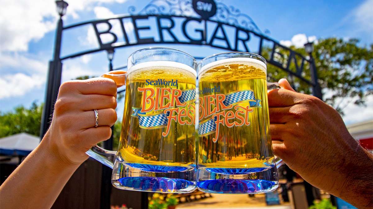 Two mugs with Bier Fest logos on them full of beer being cheered at Bier Fest at SeaWorld in San Antonio, Texas, USA