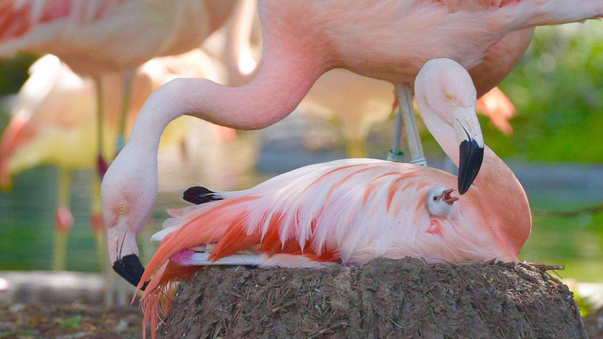 Close up of two flamingos one with a baby under it's wing at Flaming Cove in SeaWorld in San Antonio, Texas, USA