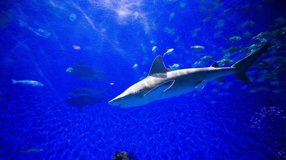 Close up of a shark swimming through blue water on the Shark Tour at SeaWorld in San Antonio, Texas, USA