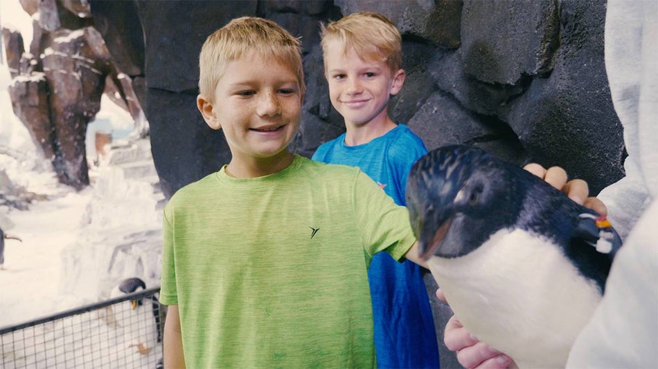 Two young blonde boys petting a penguin during Inside Look at SeaWorld in San Antonio, Texas, USA