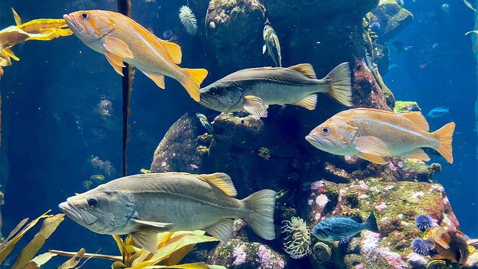 Close up photo of fish in a tank with rocks behind them at Steinhart Aquarium in Golden Gate Park in San Francisco, California, USA
