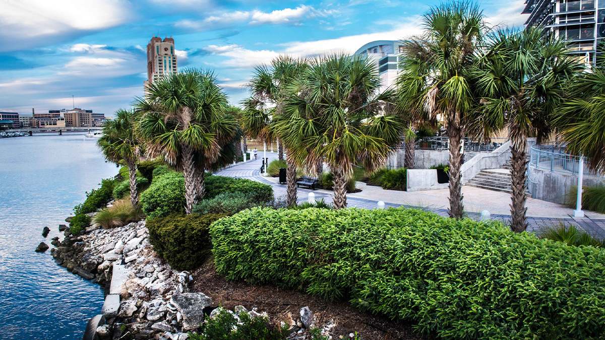 View looking at the Tampa Riverwalk lined with bushes and palm trees with buildings on one side and the river on the other side in Tampa, Florida, USA