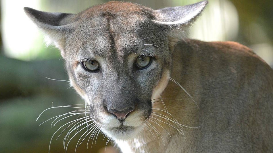 Close up of a Florida Panther with his ears flat looking at the camera in the Florida Wildlife Centre at ZooTampa in Tampa, Florida, USA
