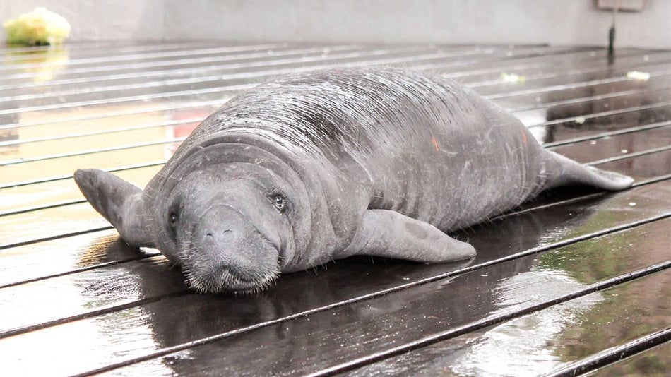 Close up of a manatee laying on a wooden deck looking at the camera at ZooTampa in Tampa, Florida, USA