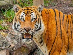 Tampa Zoo Discounts - Your 2023 Ultimate Guide