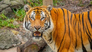 Close up of a tiger with his mouth open showing his bottom teeth looking at the camera at ZooTampa in Tampa, Florida, USA