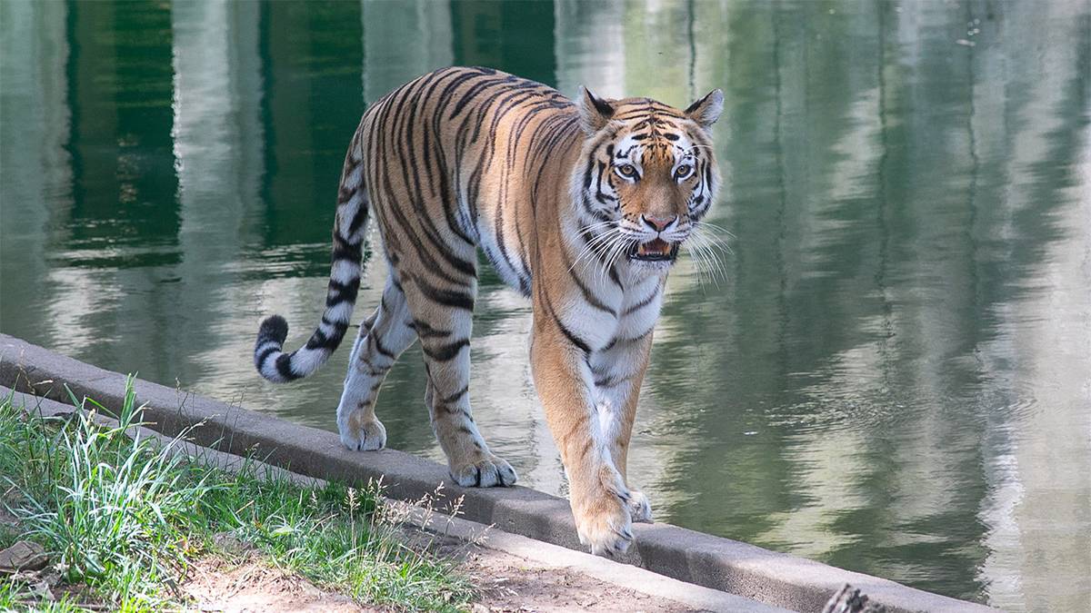 Close up of a tiger with it's mouth open walking near water at the Smithsonian National Zoo in Washington, D.C., USA